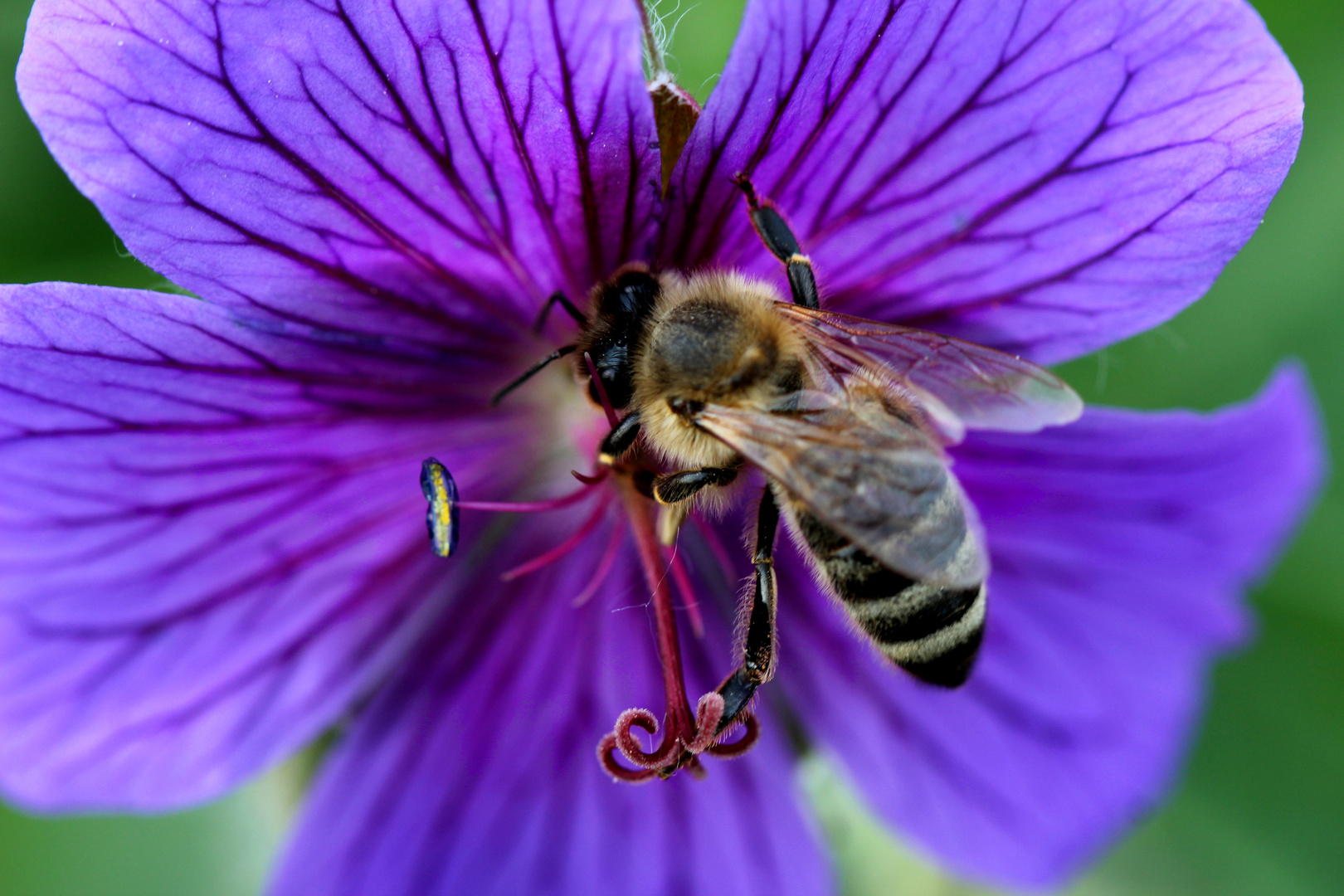 Biene vs Blüte