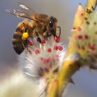 Biene - WeidenkätzchenNektar