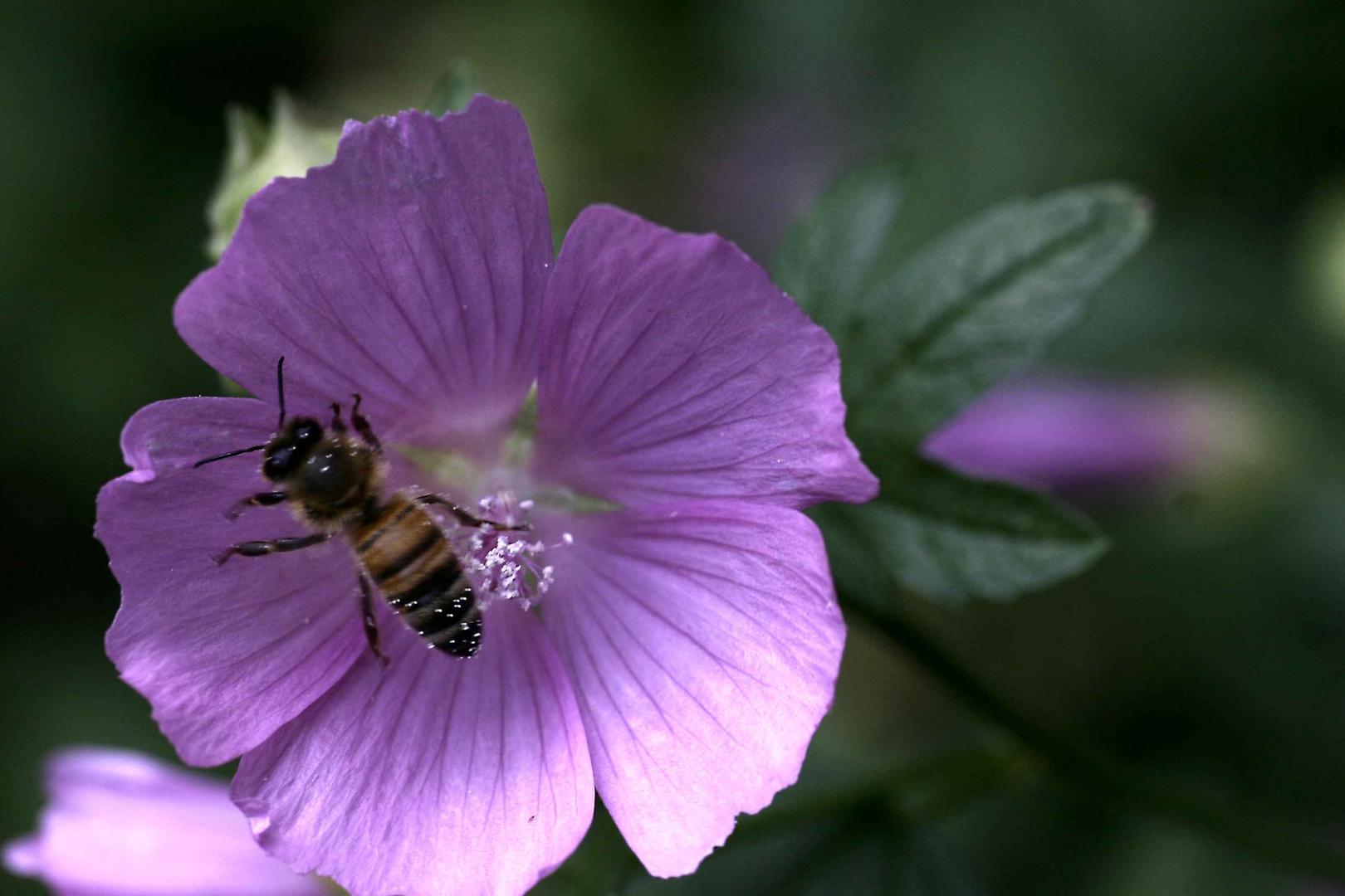 biene-wespe bei der arbeit 