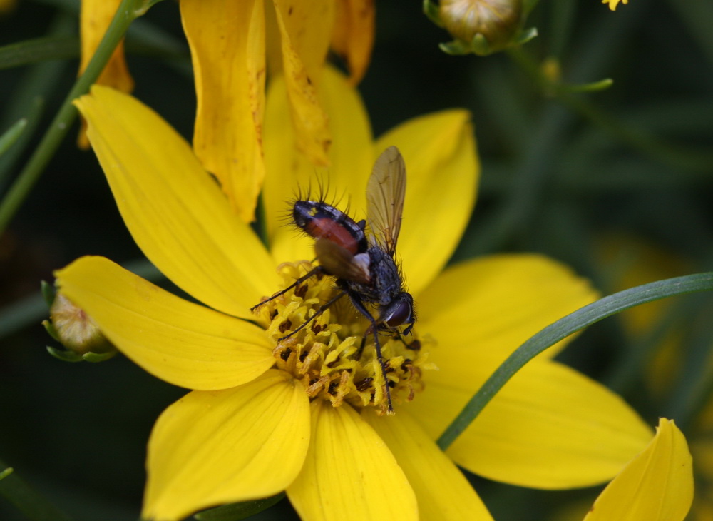 Biene , Wespe , Hummel ?? hauptsache es schmeckt !!