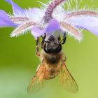 BIENE - wie komme ich am besten an den Nektar?