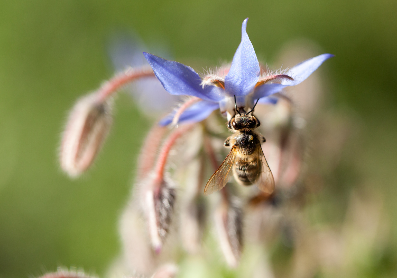 Biene zapft Nektar unter lila Blüte