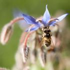 Biene zapft Nektar unter lila Blüte