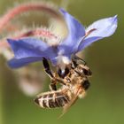 Biene zapft Nektar unter lila Blüte_Profil