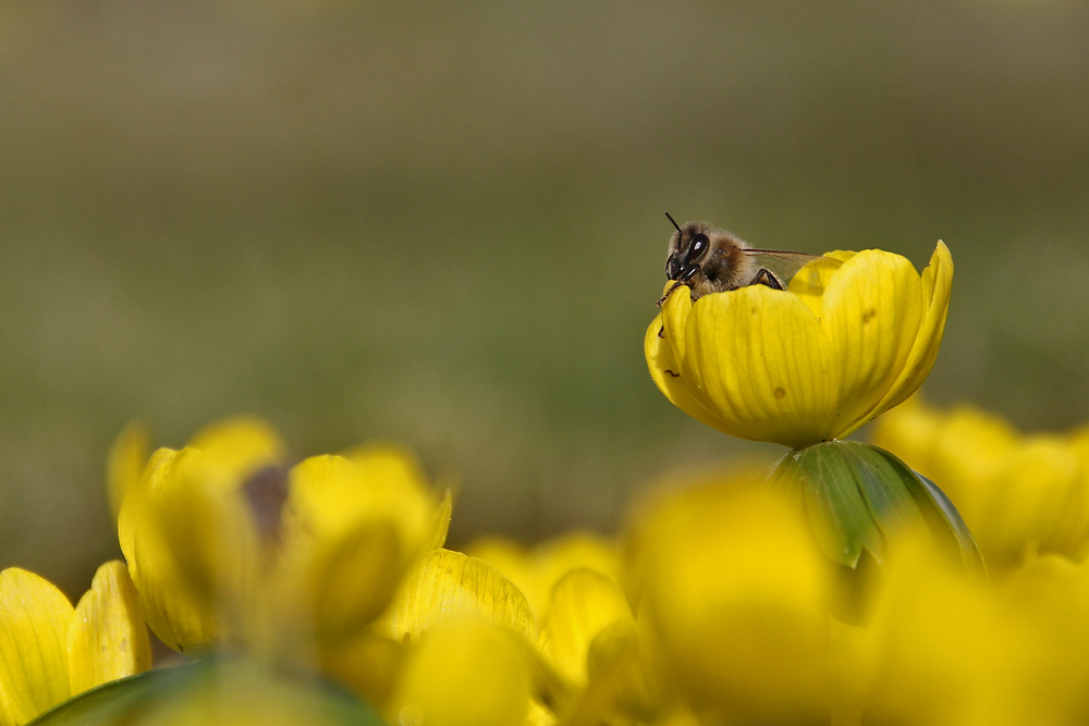 Biene zu Besuch bei den Winterlingen