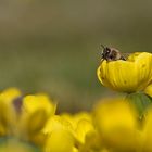 Biene zu Besuch bei den Winterlingen