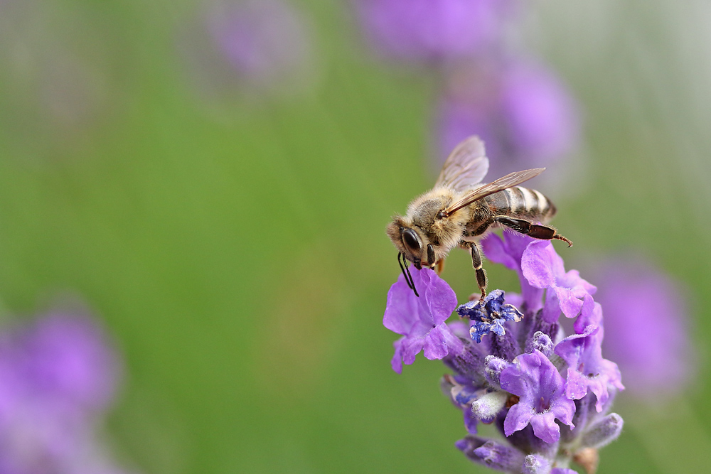 Biene zum Abflug bereit