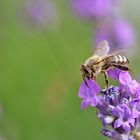 Biene zum Abflug bereit