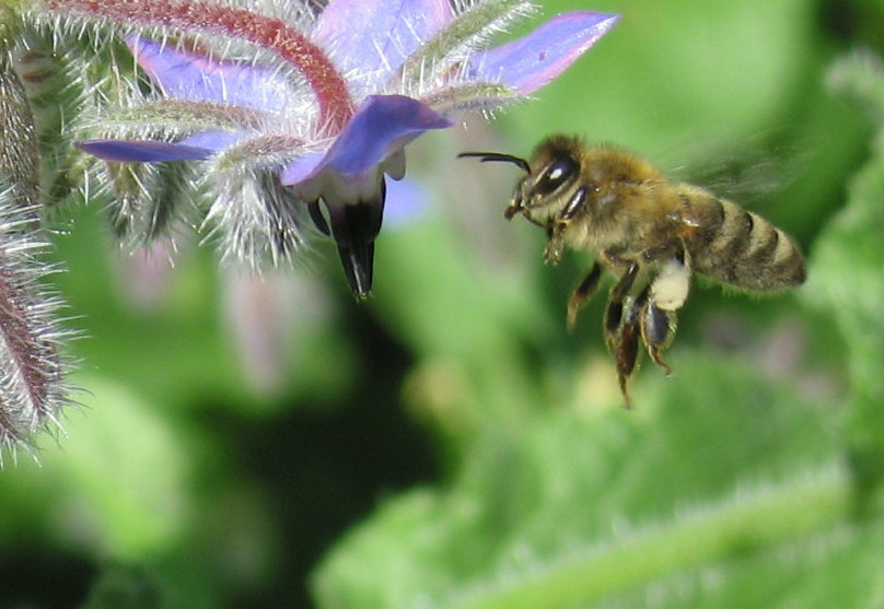 Biene zwischen Borretschblüten