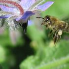 Biene zwischen Borretschblüten