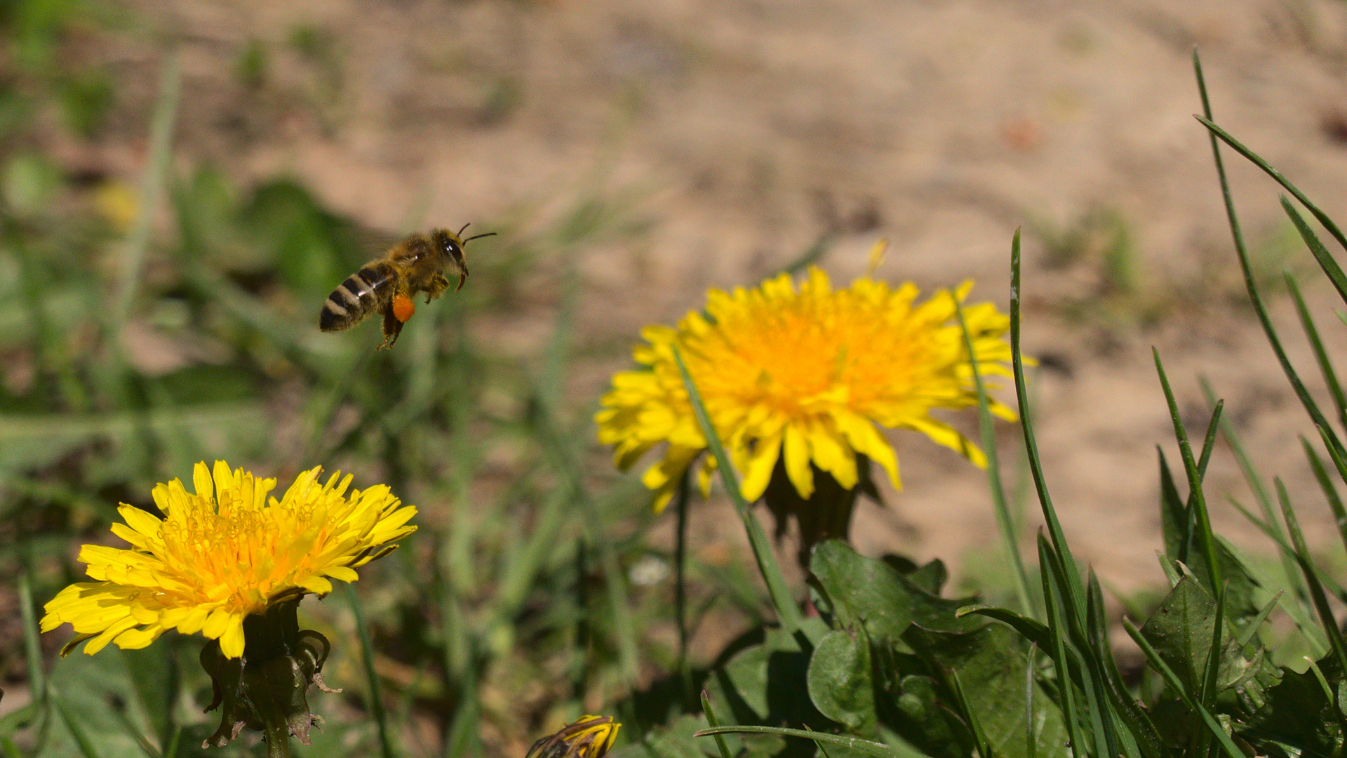 Biene zwischen Löwenzahnblüten