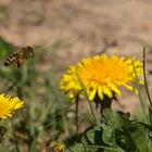 Biene zwischen Löwenzahnblüten