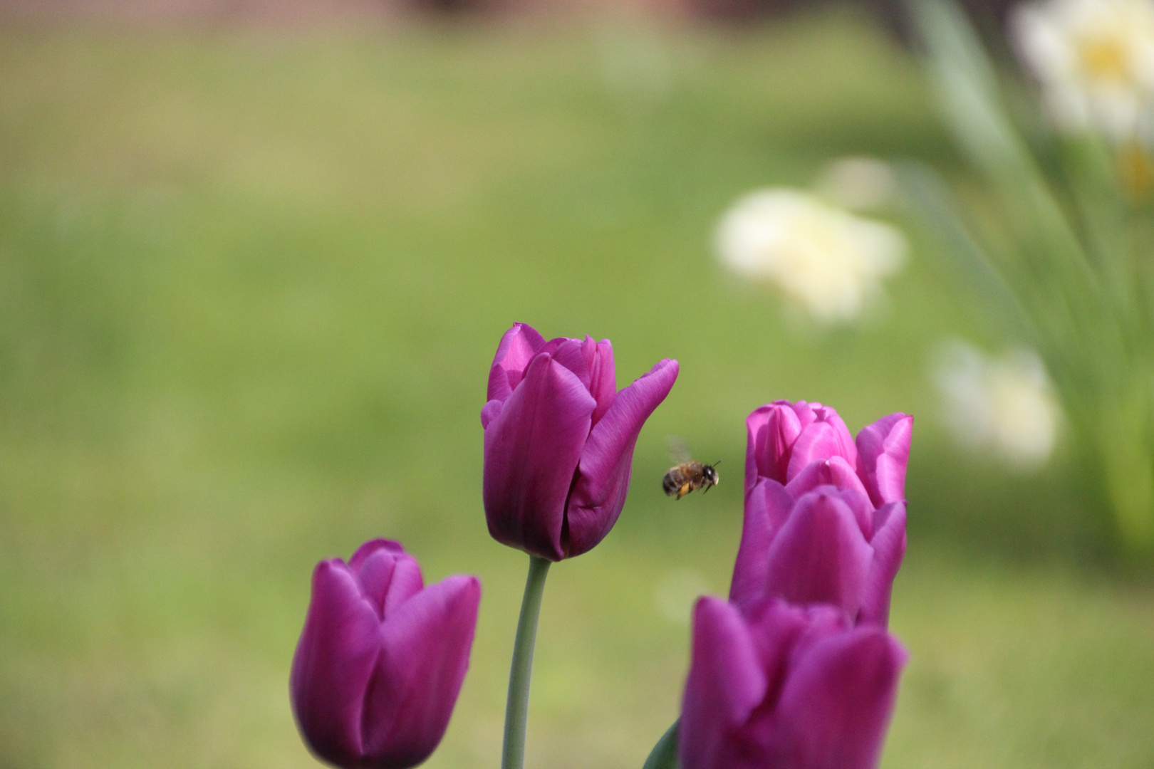 Biene zwischen Tulpen