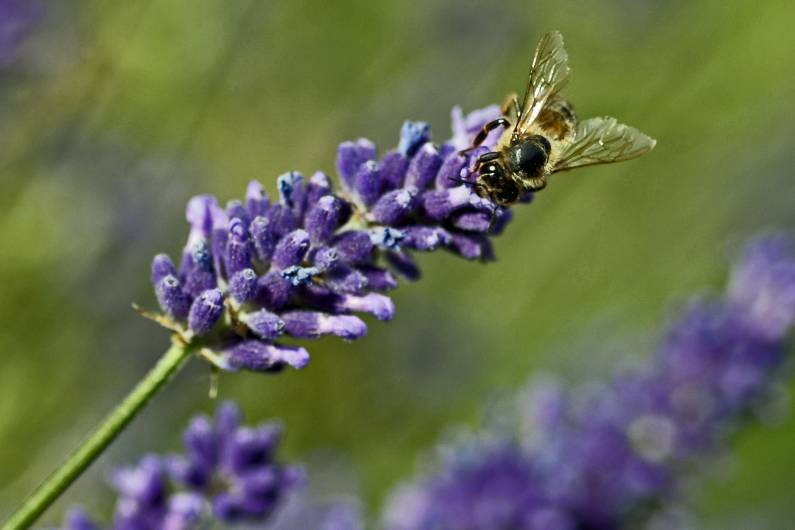 Biene_auf_lavendel