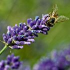 Biene_auf_lavendel