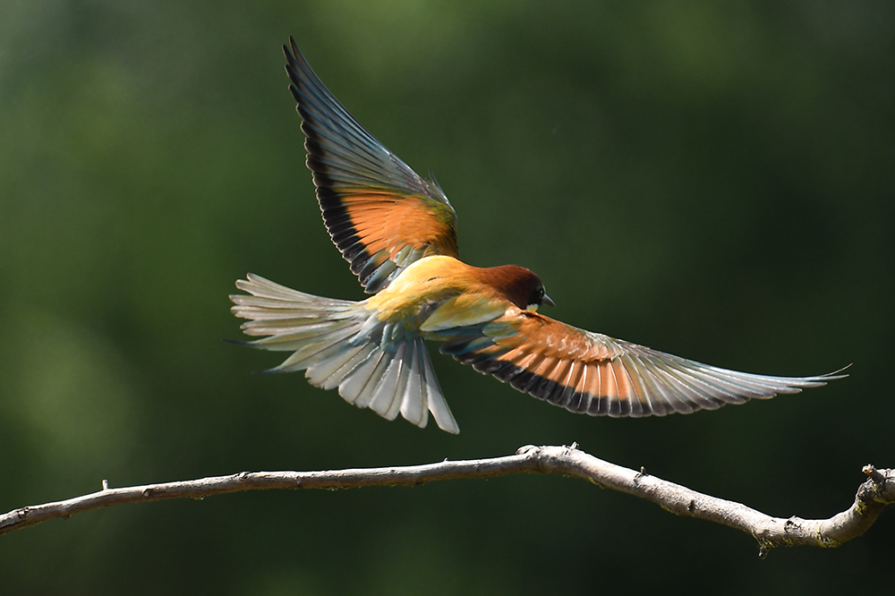 Bienefresser abflug