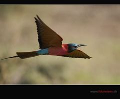 Bienefresser im Flug