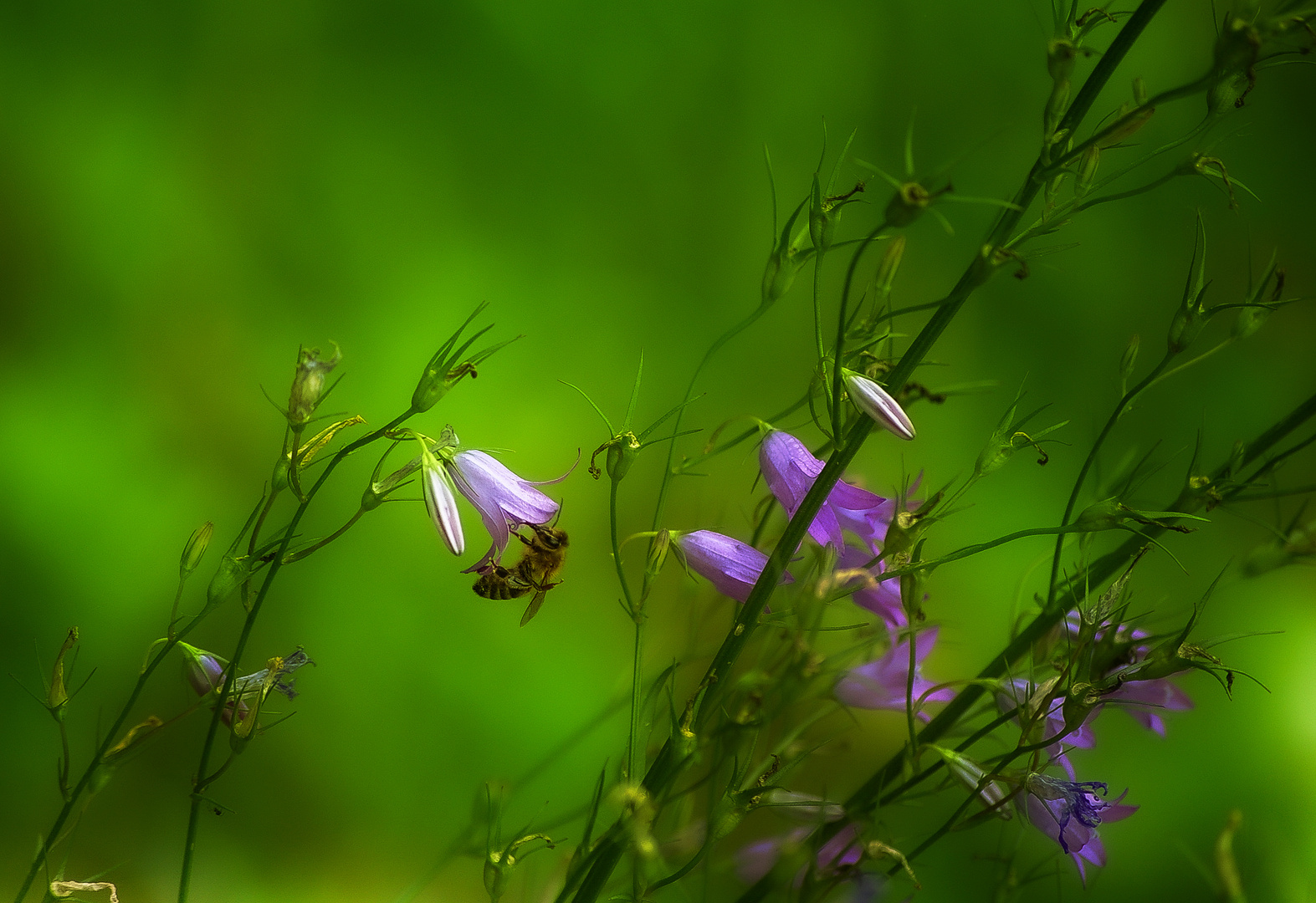 Biene/Glockenblume/Grün