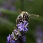 Biene/Hummel an Lavendel