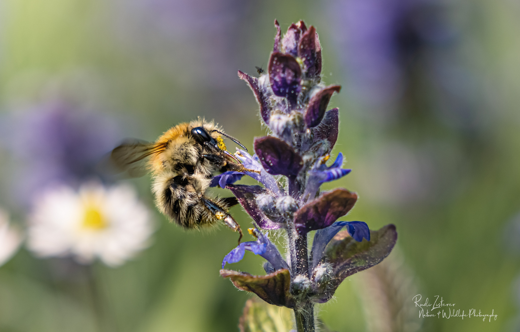 Biene(kleine Hummel) beim Nektar sammeln