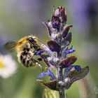 Biene(kleine Hummel) beim Nektar sammeln