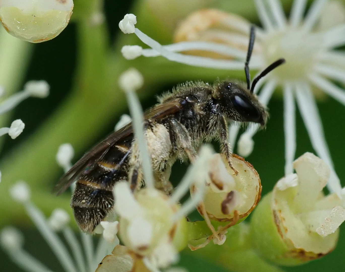 Biene_Lasioglossum villosulum