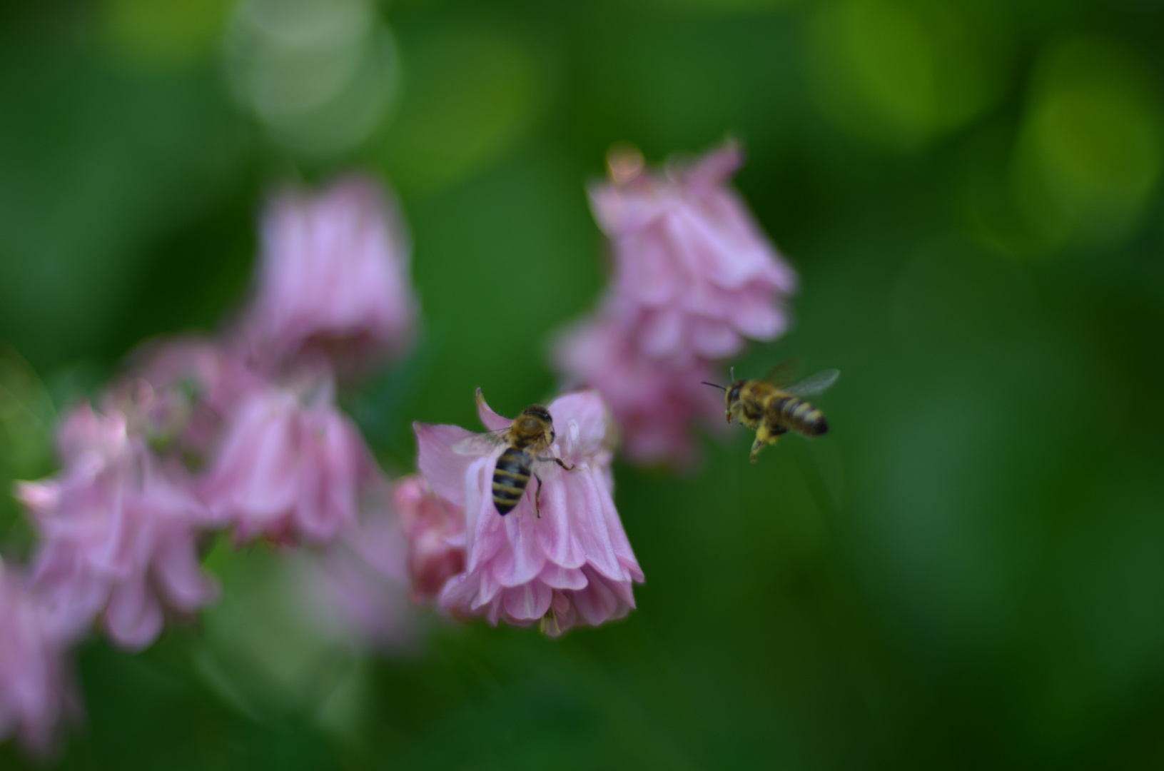 Bienen