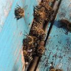 Bienen