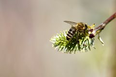 Bienen