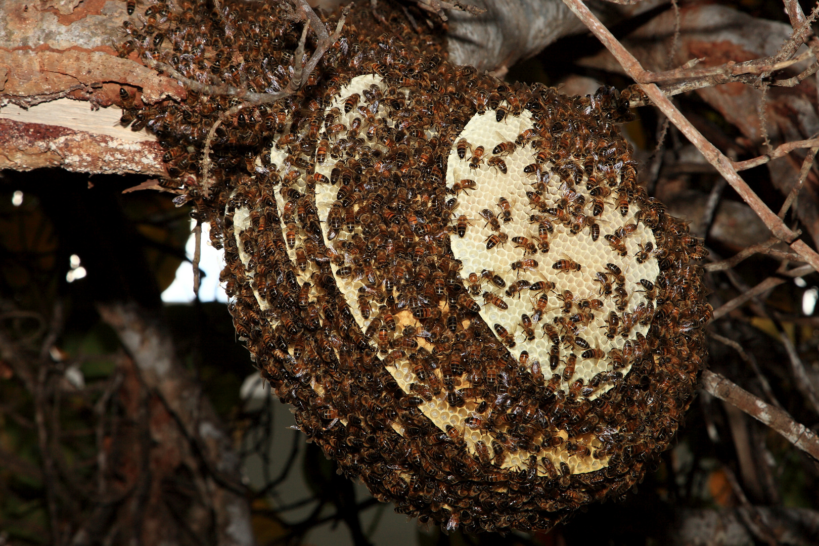 Bienen 1