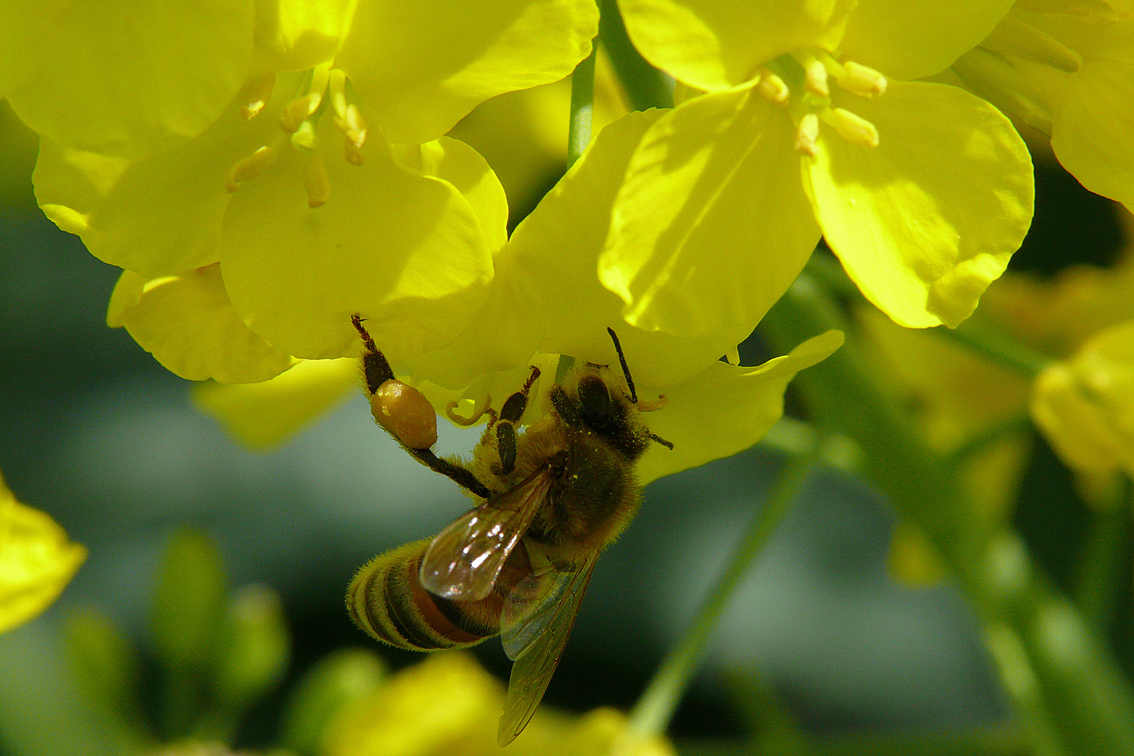 Bienen 12