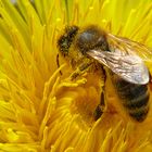 Bienen 13