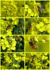 Bienen 18