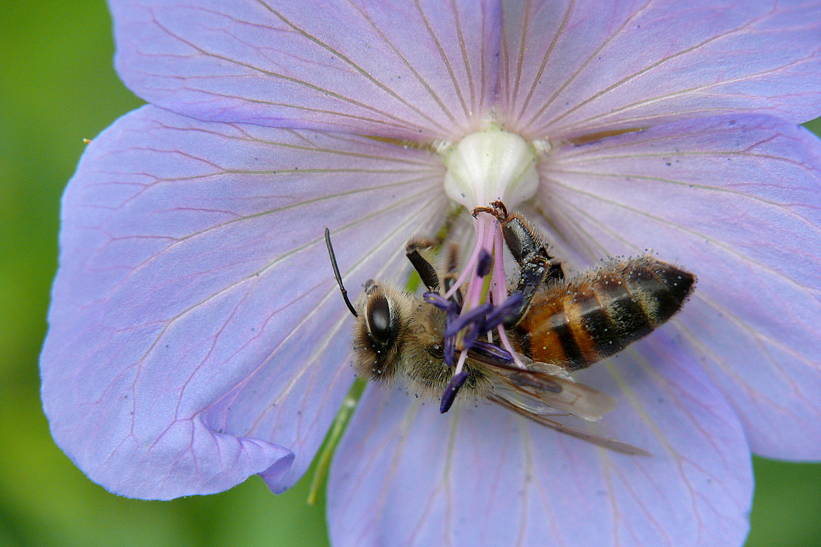 Bienen 21