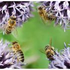 Bienen