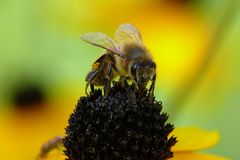 Bienen 26