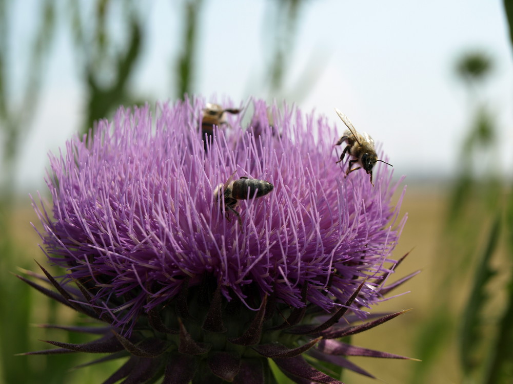 Bienen