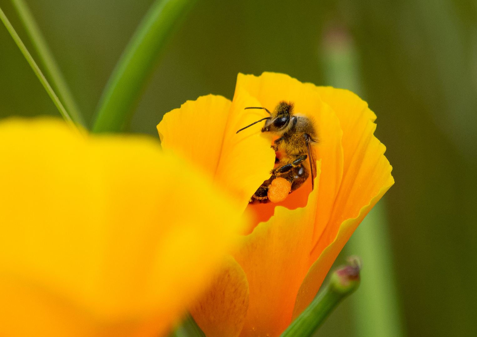 Bienen