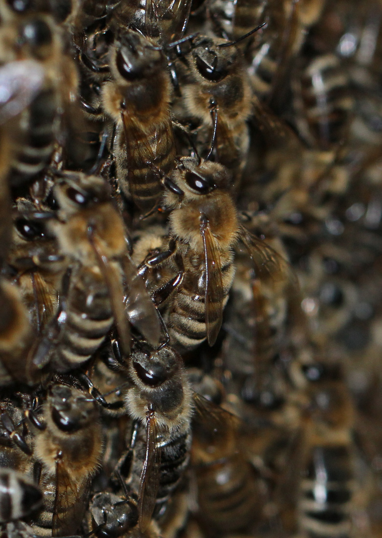 Bienen 3