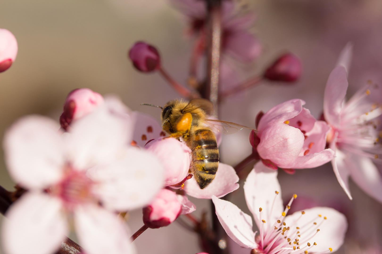 Bienen-3