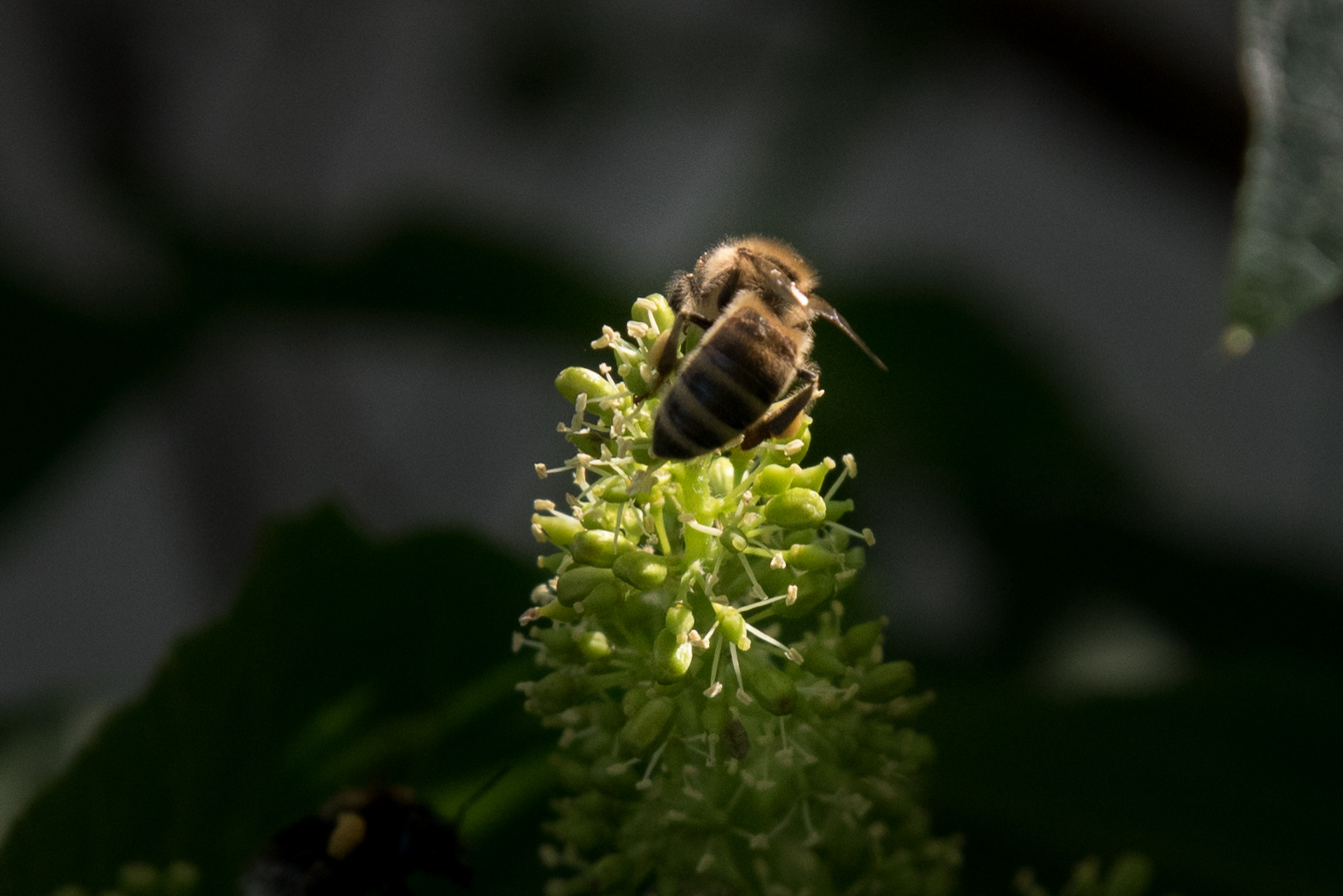 Bienen