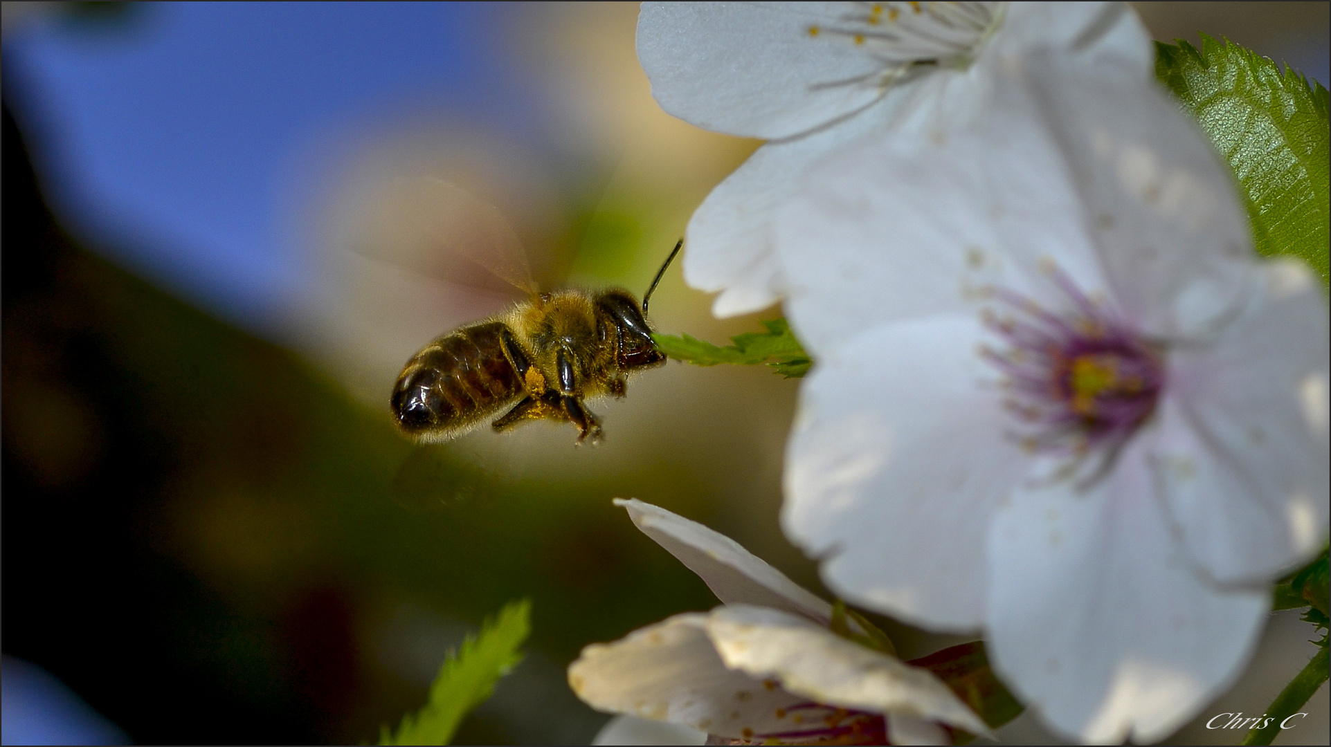 Bienen ..:-)