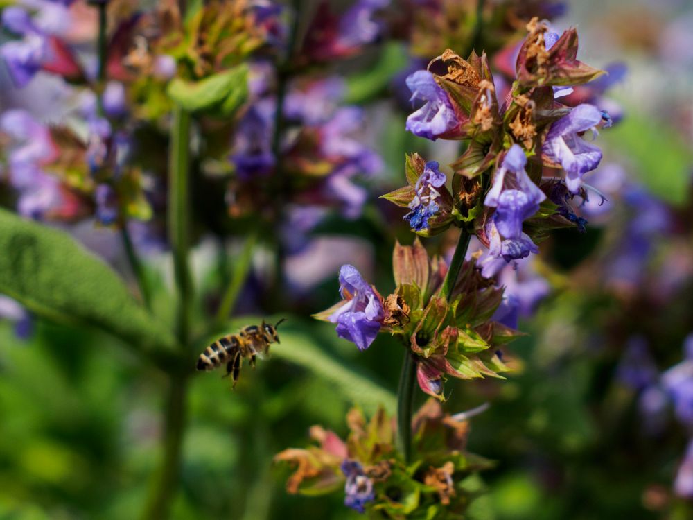 Bienen