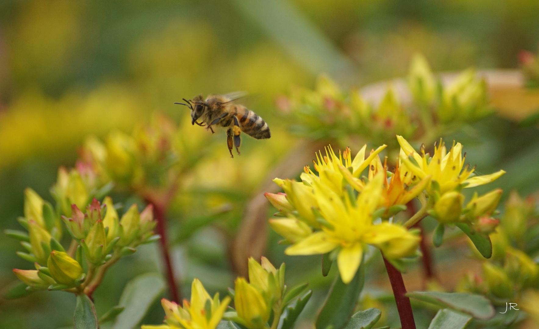 Bienen ...