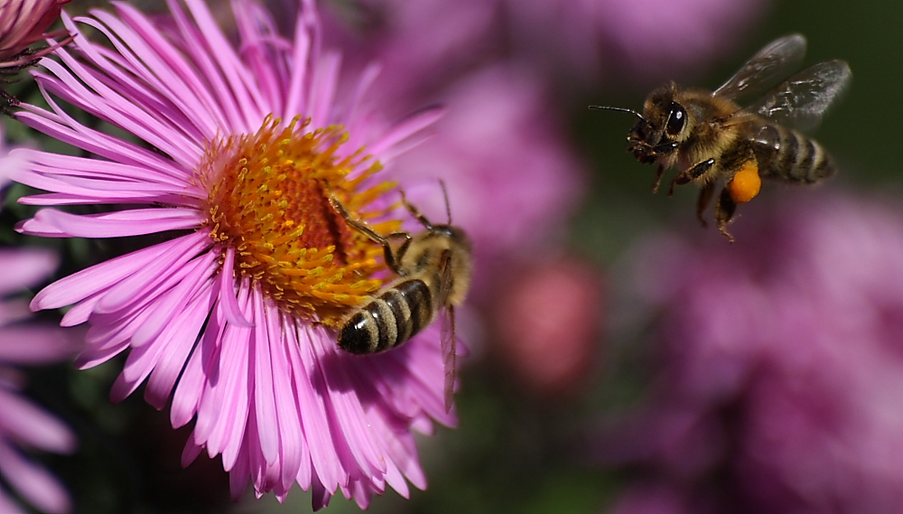 Bienen