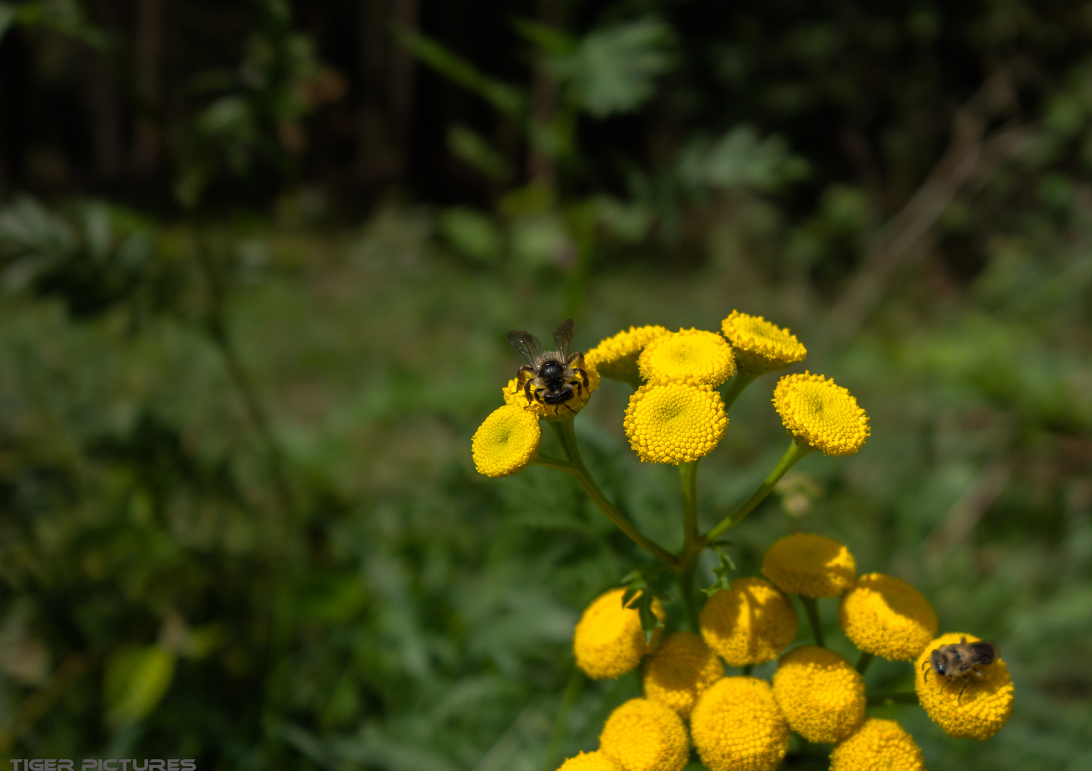 Bienen