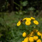 Bienen