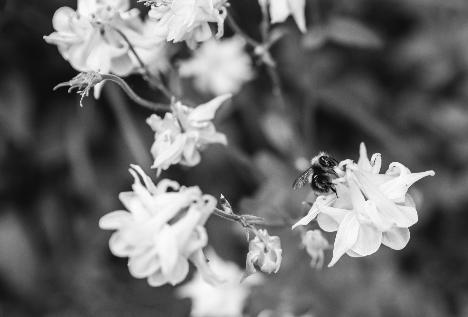 Bienen