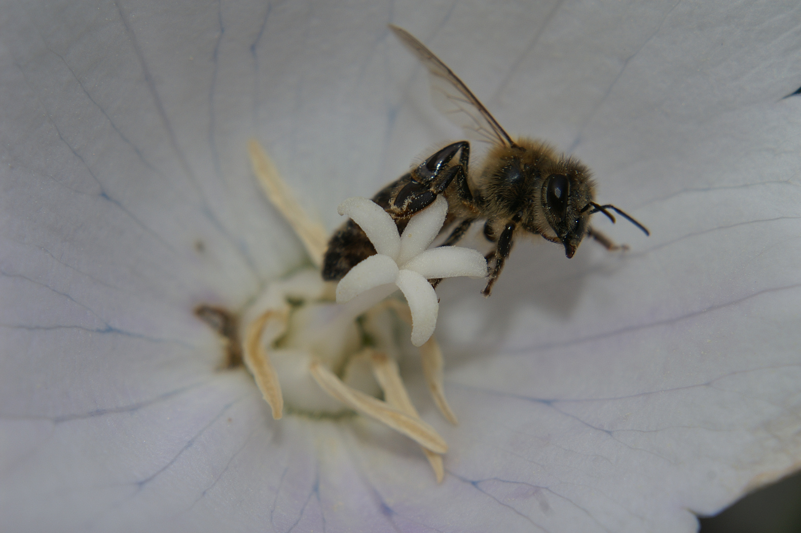 Bienen