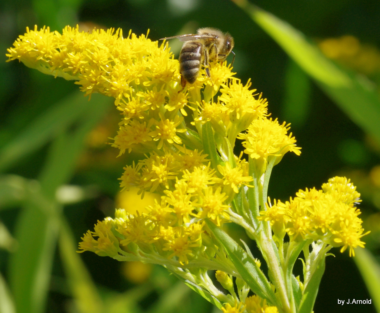 Bienen